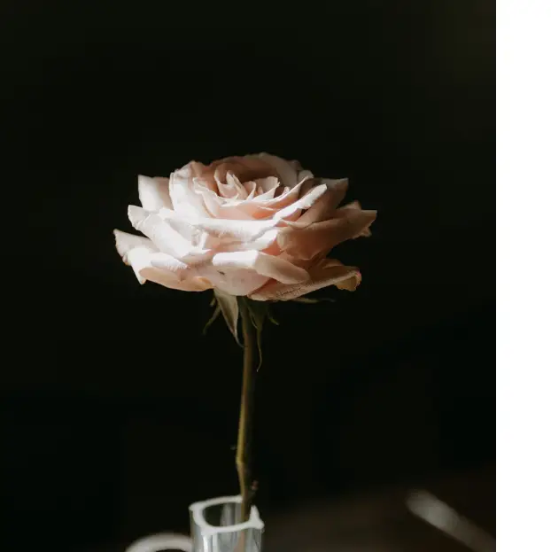 About Us Wedding Florist Sunshine Coast Single Rose