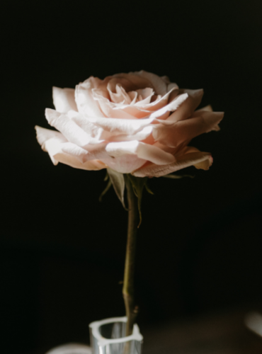 Quicksand Wedding Rose
